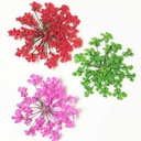 (SIUCHDZF625) flor seca en organizador ___ PACK X3