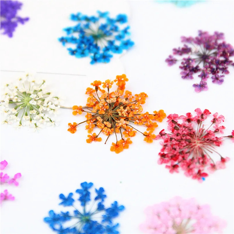 flores secas en organizador 12 divisiones decoracion uñas strass