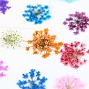 flores secas en organizador 12 divisiones decoracion uñas strass
