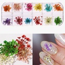 flores secas en organizador 12 divisiones decoracion uñas strass